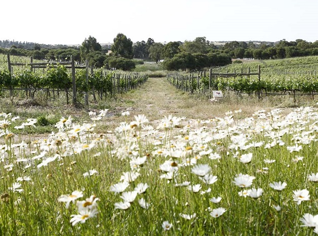 Herdade dos Grous daisies